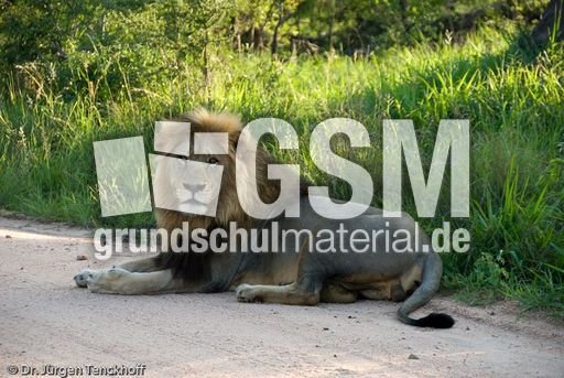 Löwen (21 von 69).jpg